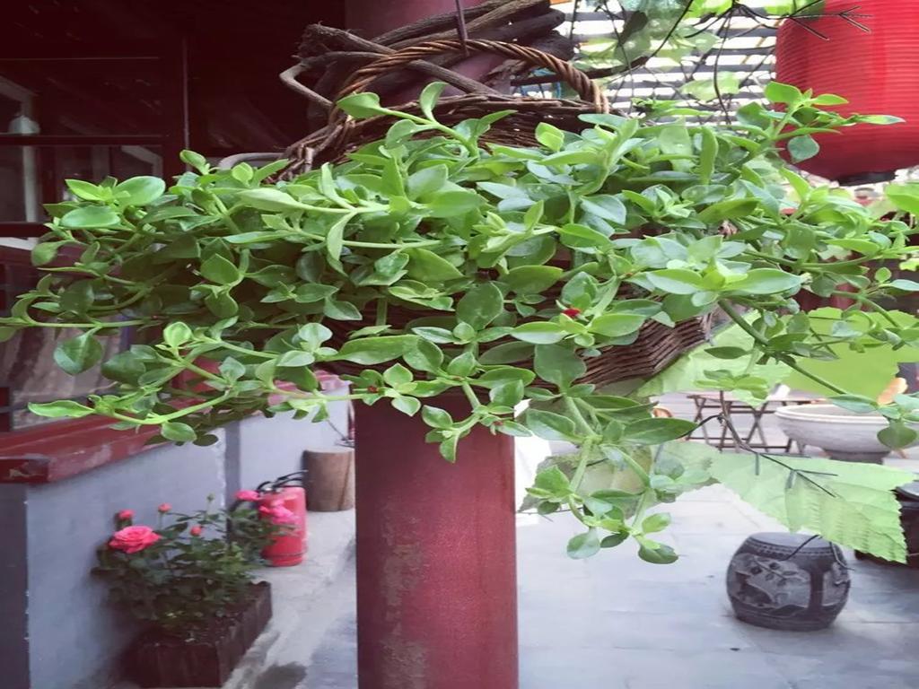 Three Legged Frog Hostel Peking Exteriör bild